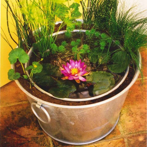 Nain de jardin à la grenouille