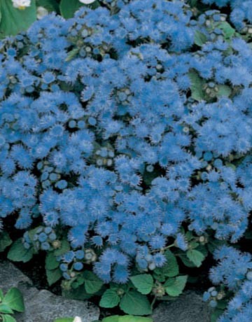 Nain de jardin à la balançoire