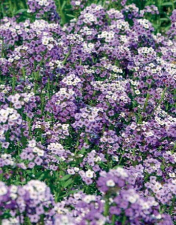 Nain de jardin sur une sauterelle