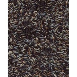 Graines de Niger pour oiseaux Graines de Niger pour oiseaux