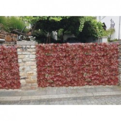 Plaque carré vigne rouge 50x50 cm