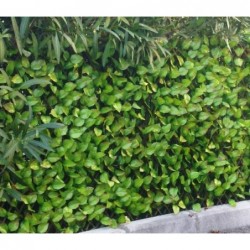 Brise-vue treillis feuilles de rosier 1x2 m