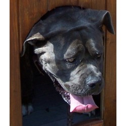 Niche à chien toit bitumé Europe Niche à chien toit bitumé Europe