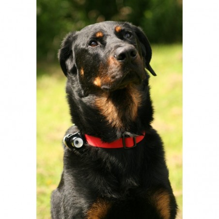 Dog Videocam