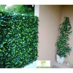 Treillis feuilles Troène doré 1 x 2 m