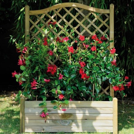 Bac en bois LIERRE Arc + Treillage
