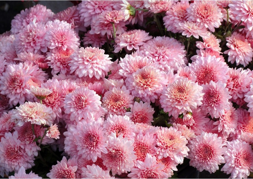 FLEUR SOLAIRE CHRYSANTHEME –