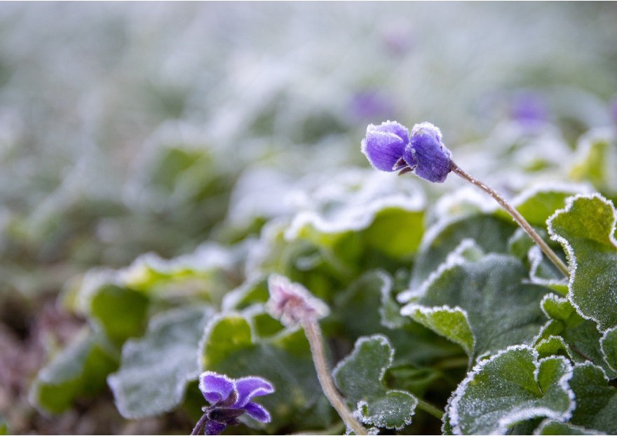Que faire dans le jardin en janvier?