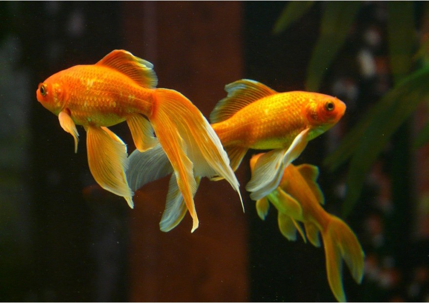 Les poissons rouges (en aquarium) - Espace Vet