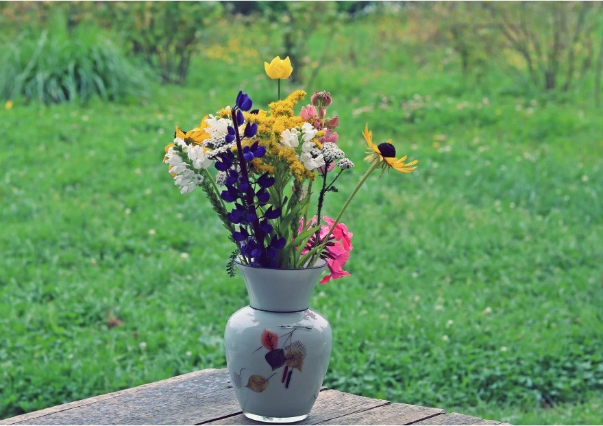 Que faire au jardin en août ? - Jardinerie Pasero