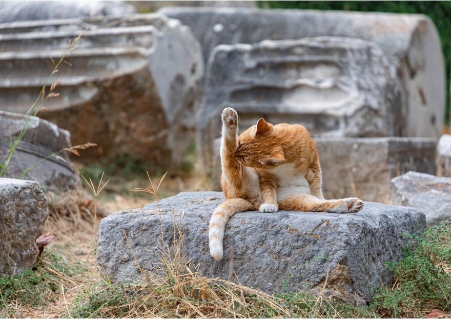Toilette de chat