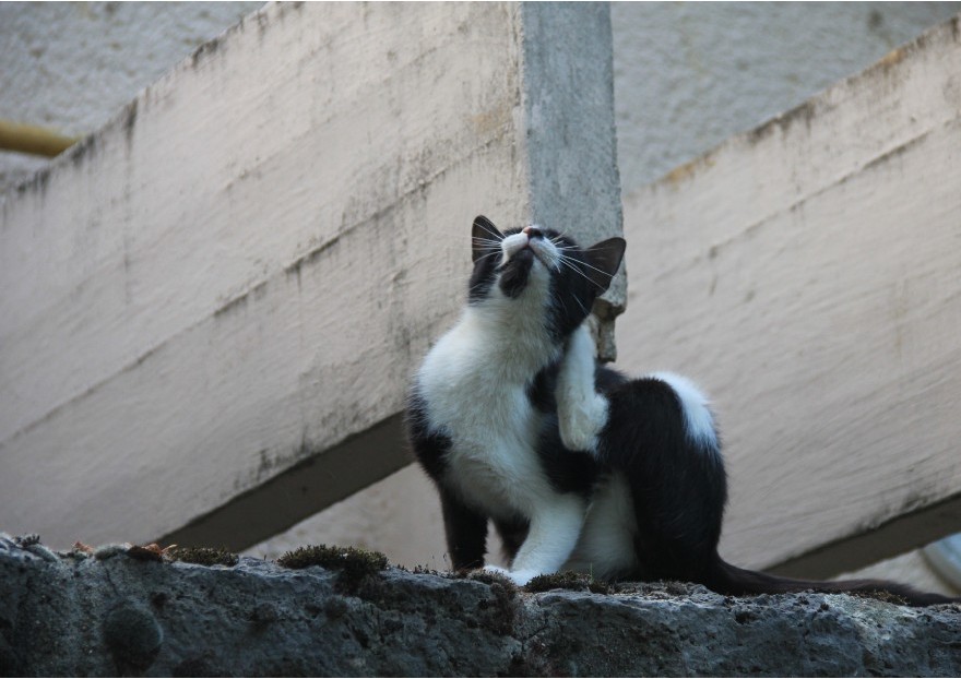 Votre chat et les aoûtats