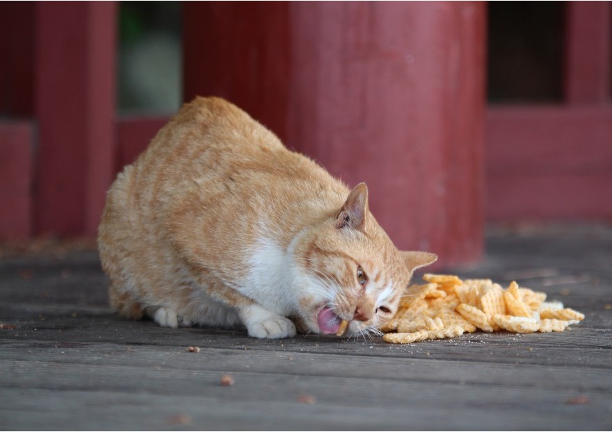 Bien nourrir son chat