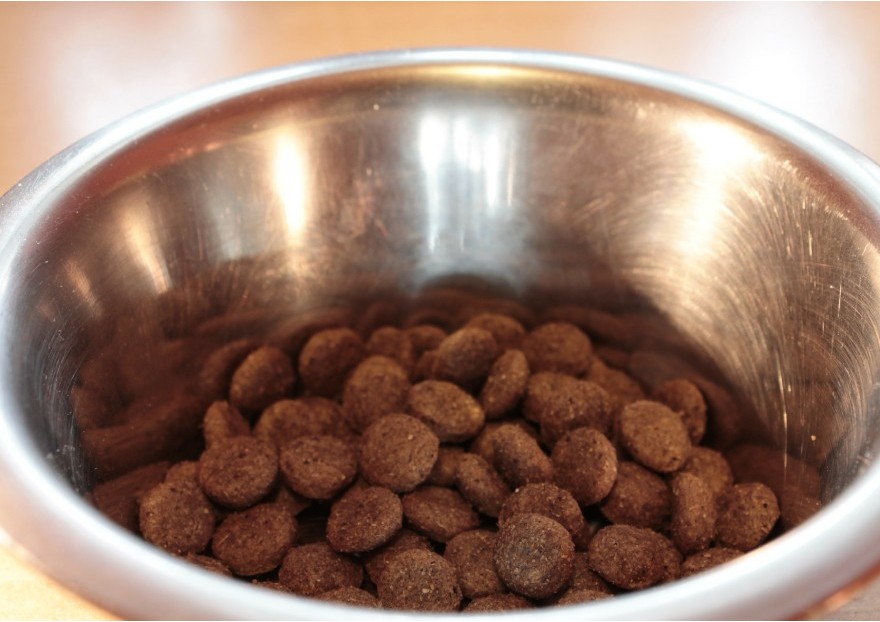 L'alimentation canine
