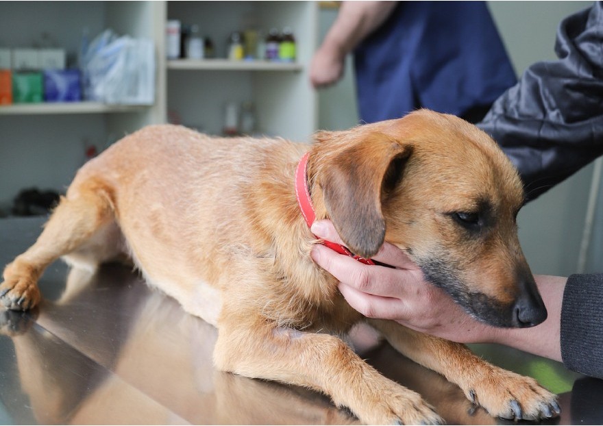 Vacciner son chien