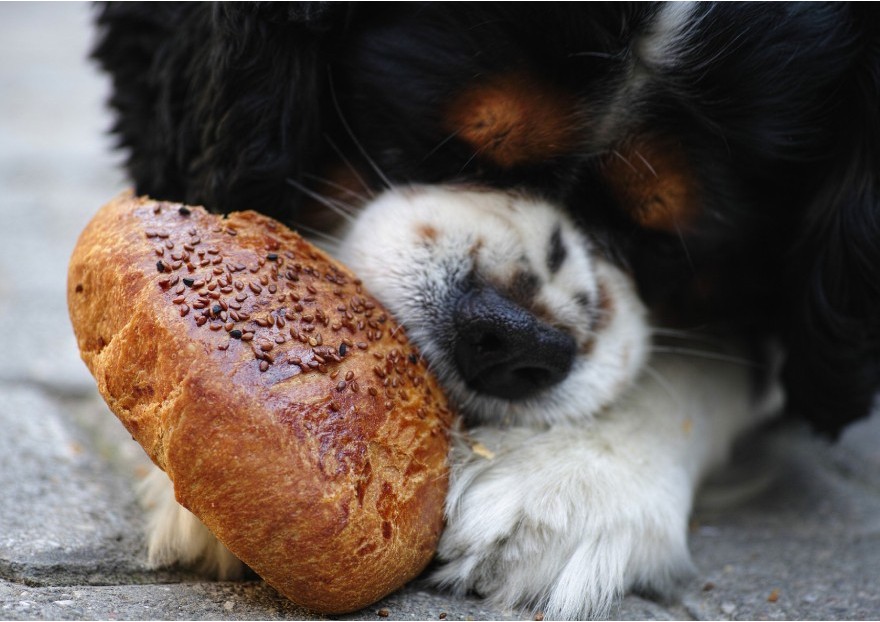 Bien nourrir son chien